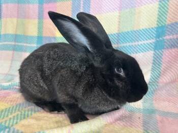 Rescue Flemish Giant Rabbits for Adoption in Folsom, California - Daffodil | PetCurious