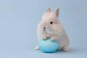 Belgian Hare and American Sable Rabbits Available for Adoption in Bettles, Alaska - Teka- Add Pet Using Temp- PROD Test- Not Adoptable | PetCurious