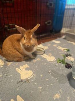 Rescue Lionhead Rabbits for Adoption in Wekiwa Springs, Florida - Soba | PetCurious