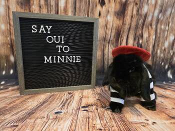 Mini Lop Rabbits Available for Adoption in Columbus, Ohio - Minnie | PetCurious