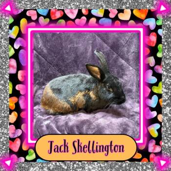 Jack Skellington -  Bunny Rabbit Rabbit for Adoption in Elizabethtown, Kentucky - Jack Skellington | PetCurious