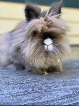 Lionhead Rabbits Available for Adoption in Gig Harbor, Washington - Marshmellow | PetCurious