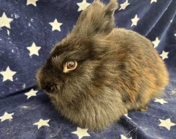 Oatmeal -  Lionhead Rabbit for Adoption in Westford, Massachusetts - Oatmeal | PetCurious