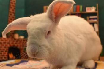 Elwood -  New Zealand Rabbit for Adoption in Portland, Oregon - Elwood | PetCurious