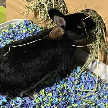 Blair M12514 -  Polish Rabbit for Adoption - Blair M12514 | PetCurious