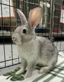 American Rabbits Available for Adoption in Oakland, California - Hero | PetCurious
