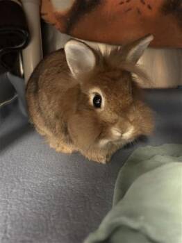 Rescue Bunny Rabbit Rabbits for Adoption in Montreal, Quebec - Elsey | PetCurious