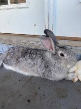 Rescue Chinchilla Rabbits for Adoption in Navarre, Florida - Bugs | PetCurious