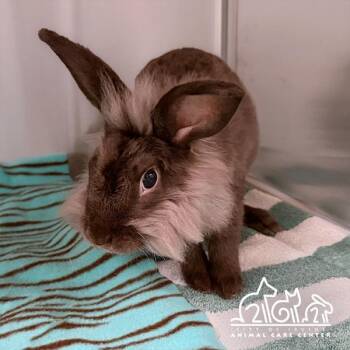 ROGER -  Lionhead Rabbit for Adoption in Irvine, California - ROGER | PetCurious
