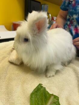 Skye -  Lionhead Rabbit for Adoption in Raleigh, North Carolina - Skye | PetCurious