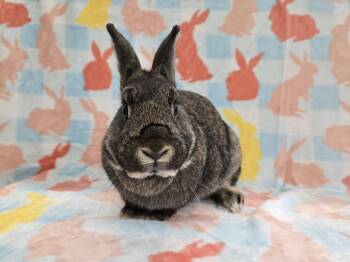 Sweet Potato -  Bunny Rabbit Rabbit for Adoption in Deerfield, Wisconsin - Sweet Potato | PetCurious