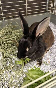 Ferrero Rocher -  Satin Rabbit for Adoption in Teterboro, New Jersey - Ferrero Rocher | PetCurious