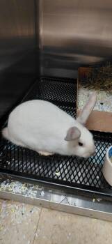 Rescue Californian Rabbits for Adoption in Cincinnati, Ohio - Arista | PetCurious