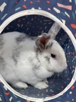 Fable -  American Rabbit for Adoption in Eugene, Oregon - Fable | PetCurious