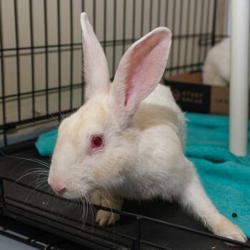 Buneary -  American Rabbit for Adoption in Palm Springs, California - Buneary | PetCurious