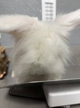 SNOWBALL -  Bunny Rabbit Rabbit for Adoption in Las Vegas, Nevada - SNOWBALL | PetCurious