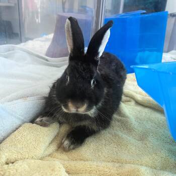 Ash -  Silver Marten Rabbit for Adoption in Lindon, Utah - Ash | PetCurious