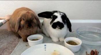 Lop Eared Rabbits Available for Adoption in Santa Cruz, California - Pongo & Peanut (bonded Pair) | PetCurious
