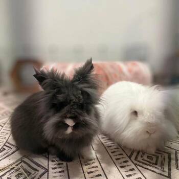 Lionhead Rabbits Available for Adoption in Marshfield, Wisconsin - Bria *Bonded To Briar* | PetCurious