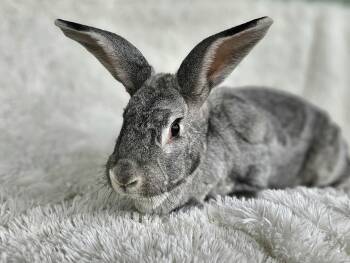 Rescue Flemish Giant and Chinchilla Rabbits for Adoption in Harrisburg, Oregon - Milo | PetCurious