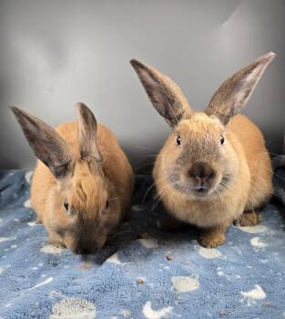 Cinnamon Rabbits Available for Adoption in San Antonio, Texas - Mercury And Pluto | PetCurious