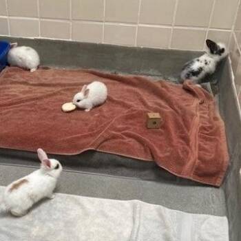 Snoodlepoof -  Lionhead Rabbit for Adoption in Long Beach, California - Snoodlepoof | PetCurious