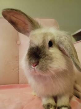 Linda from Accounting -  Lionhead Rabbit for Adoption in Saint Charles, Missouri - Linda From Accounting | PetCurious