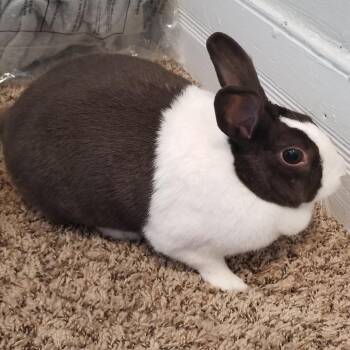 Satin Rabbits Available for Adoption in Roanoke, Virginia - Lady | PetCurious