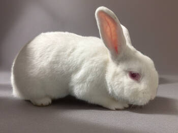 Rescue Bunny Rabbit Rabbits for Adoption in Marshfield, Wisconsin - Wiley | PetCurious