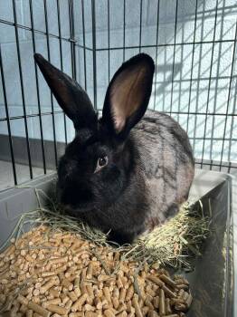 Rescue Bunny Rabbit Rabbits for Adoption in Pearisburg, Virginia - Nero | PetCurious