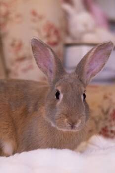 Rex and Lilac Rabbits Available for Adoption in Bishopville, South Carolina - Champagne | PetCurious