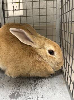 Bunny Rabbit Rabbits Available for Adoption in Las Vegas, Nevada - BUTTERCUP | PetCurious