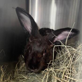 Flopsy -  New Zealand Rabbit for Adoption in Lufkin, Texas - Flopsy | PetCurious