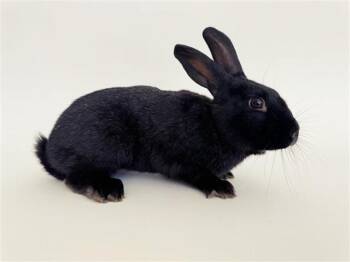 Bunny Rabbit Rabbits Available for Adoption in Brentwood, Missouri - PUFF | PetCurious
