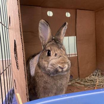 Rex Rabbits Available for Adoption - Alexis | PetCurious