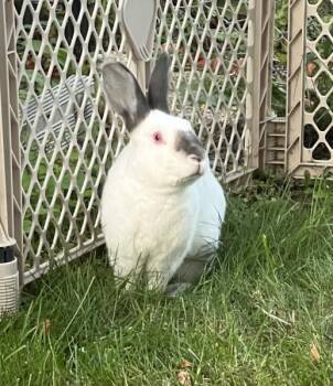 Rescue Himalayan and Californian Rabbits for Adoption in Kalamazoo, Michigan - Luca | PetCurious