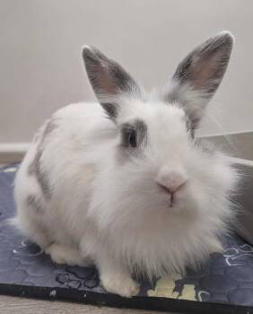 Bunbun -  Lionhead Rabbit for Adoption in Delson, Quebec - Bunbun | PetCurious