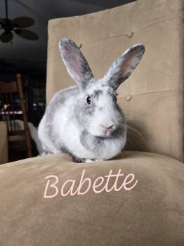 Rescue Harlequin Rabbits for Adoption in Melbourne, Florida - Babette | PetCurious