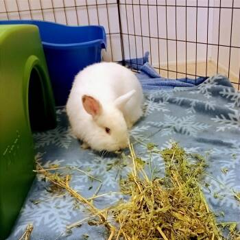 Bunny Rabbit Rabbits Available for Adoption - Frank | PetCurious