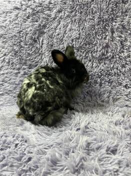 Bunny Rabbit Rabbits Available for Adoption in Montclair, California - Elm | PetCurious