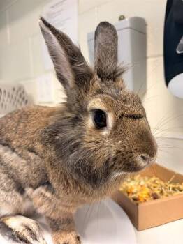 TANDI -  Bunny Rabbit Rabbit for Adoption in Leesburg, Virginia - TANDI | PetCurious