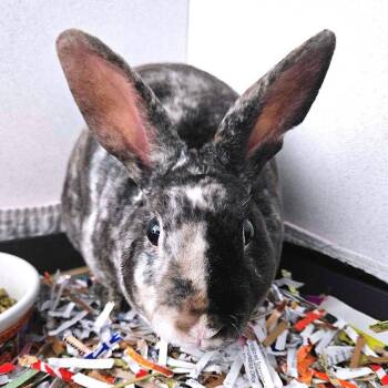 Mini Rex Rabbits Available for Adoption in Dover, New Hampshire - Patches | PetCurious