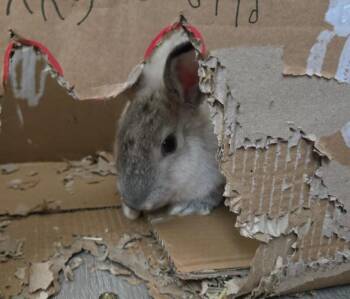 Houdini -  Chinchilla Rabbit for Adoption in Melbourne, Florida - Houdini | PetCurious