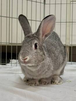 Rescue Chinchilla Rabbits for Adoption in Pflugerville, Texas - Marble 2 | PetCurious