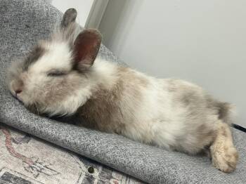 Dinksy -  Lionhead and Harlequin Rabbit for Adoption in Melbourne, Florida - Dinksy | PetCurious
