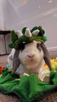 Buzz -  Holland Lop Rabbit for Adoption in Sauk Village, Illinois - Buzz | PetCurious