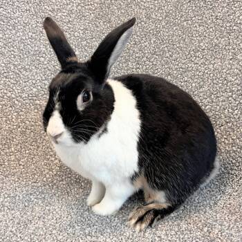 Bunny Rabbit Rabbits Available for Adoption in Burlingame, California - Oreo | PetCurious