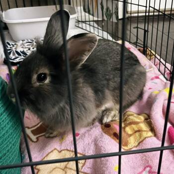Bunbun & Anchovy -  Lionhead and Lop Eared Rabbit for Adoption in Melbourne, Florida - Bunbun & Anchovy | PetCurious