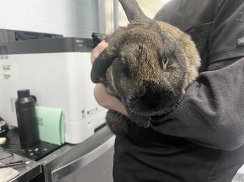 Bunny Rabbit Rabbits Available for Adoption - A1260465 | PetCurious