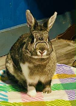 Coco Bean -  Dwarf Rabbit for Adoption in Sauk Village, Illinois - Coco Bean | PetCurious